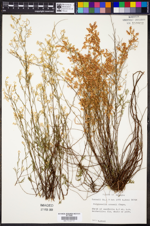 Polygonella croomii image