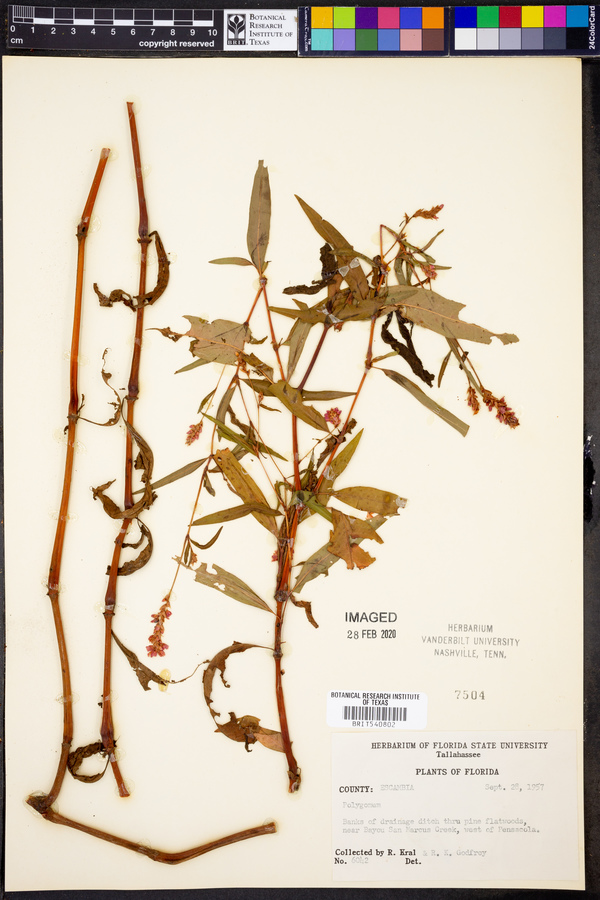 Polygonum image