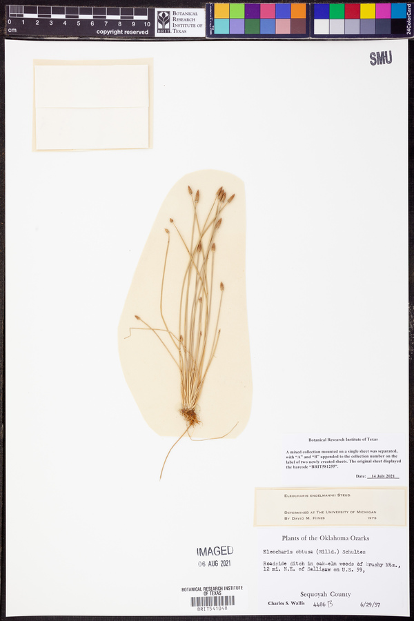 Eleocharis engelmannii image