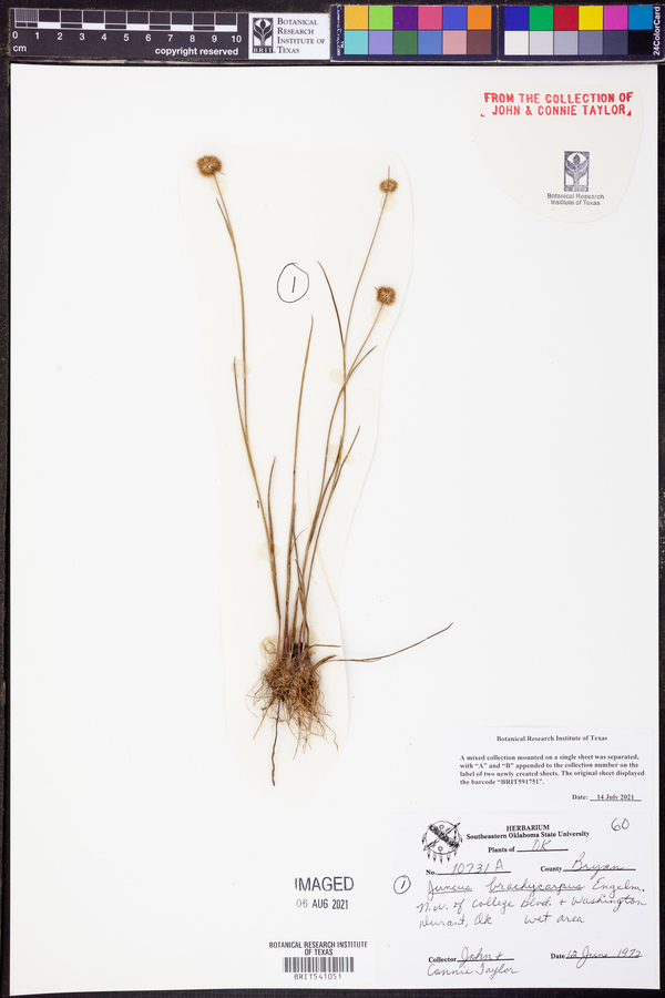 Juncus brachycarpus image