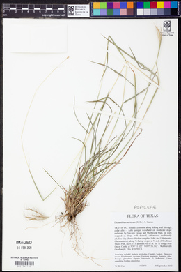 Dichanthium sericeum image