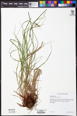 Carex swanii image