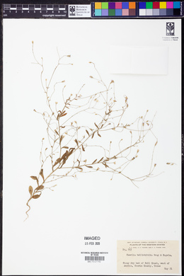 Keerlia bellidifolia image