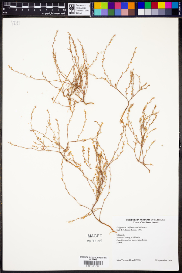 Polygonum californicum image