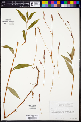 Persicaria longiseta image