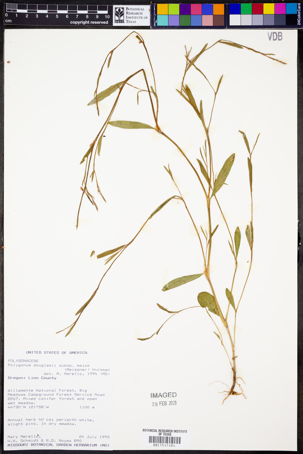 Polygonum douglasii subsp. majus image