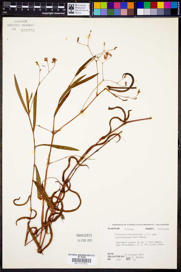 Persicaria meisneriana image