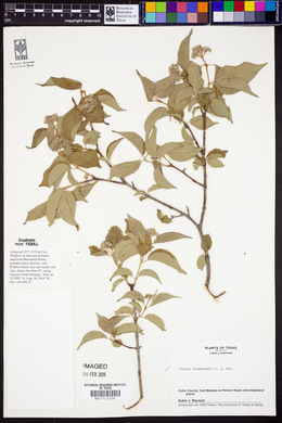 Cornus drummondii image