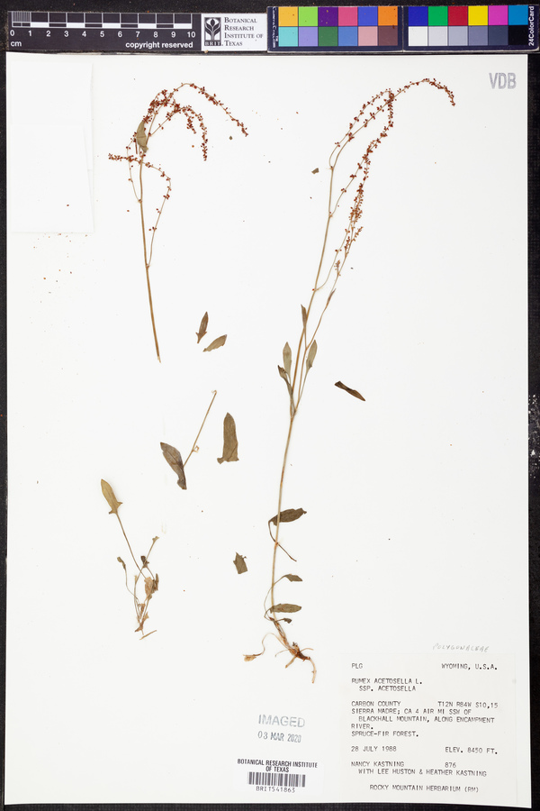 Rumex acetosella subsp. acetosella image