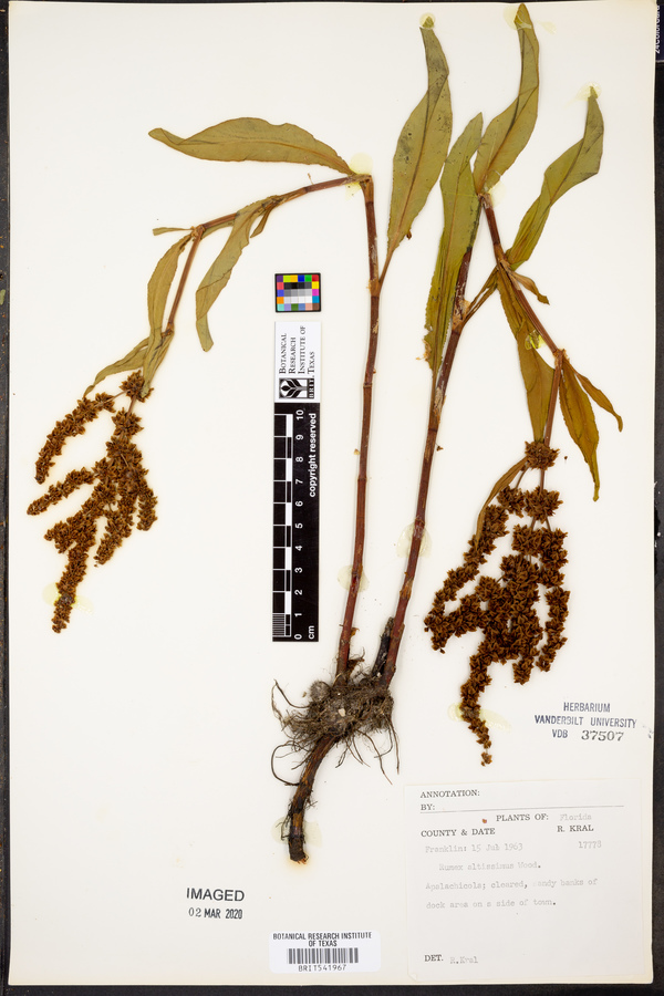 Rumex altissimus image