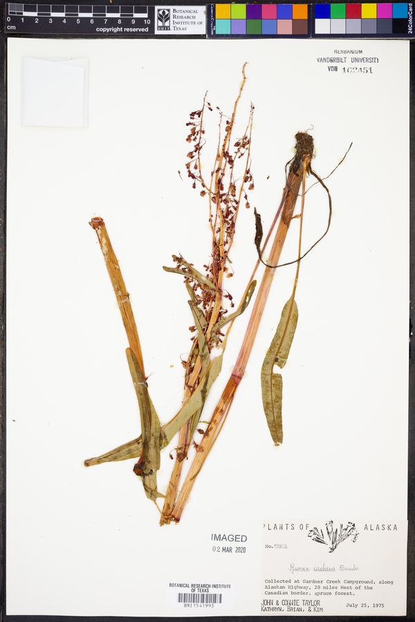 Rumex arcticus image