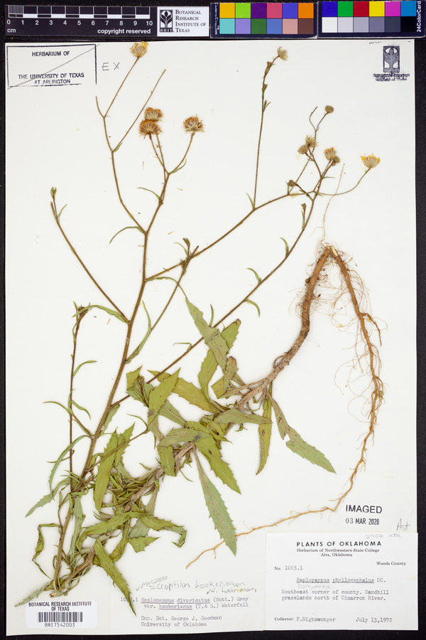 Croptilon hookerianum var. hookerianum image