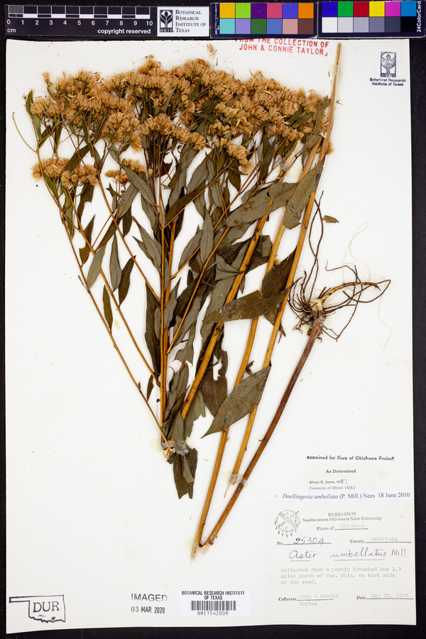 Doellingeria umbellata image