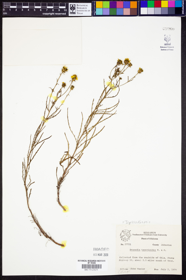 Dyssodia tagetoides image