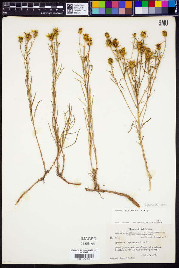 Dyssodia tagetoides image