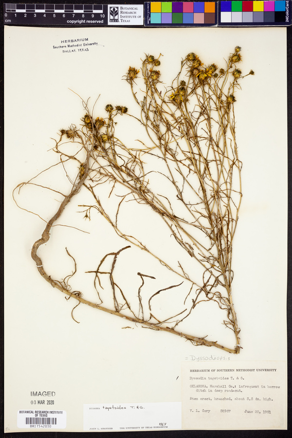 Dyssodia tagetoides image