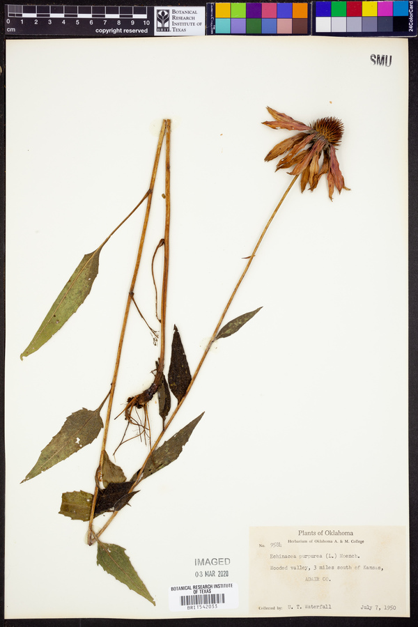 Echinacea purpurea image