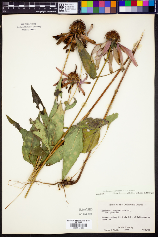 Echinacea purpurea image