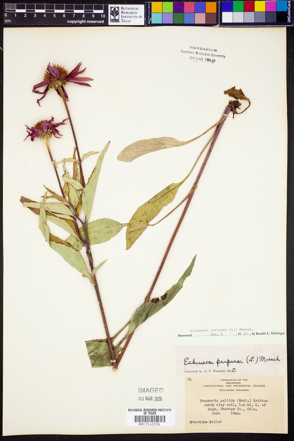 Echinacea purpurea image