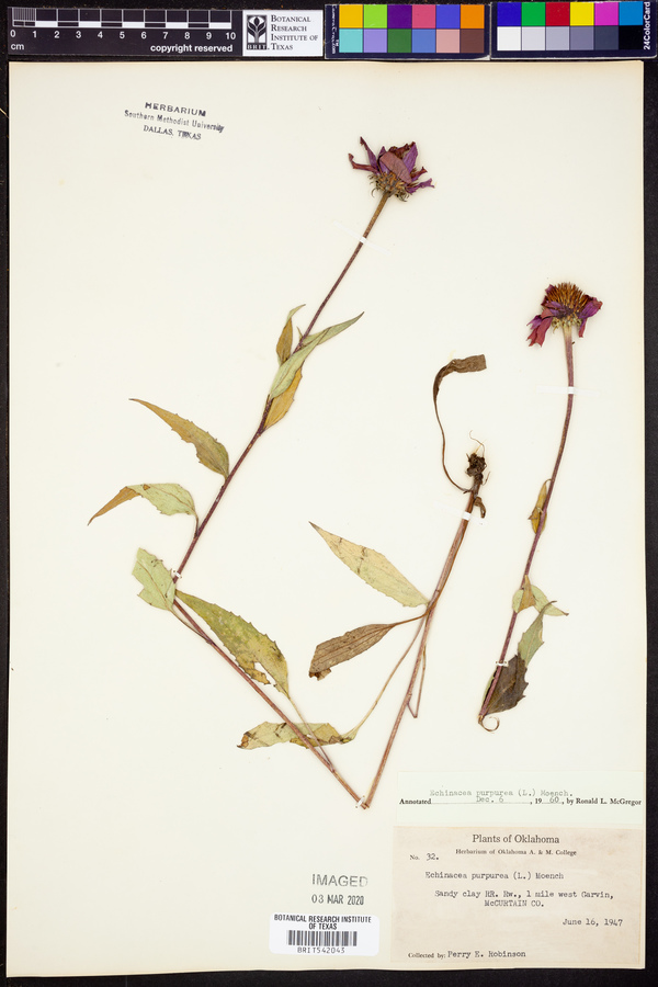 Echinacea purpurea image