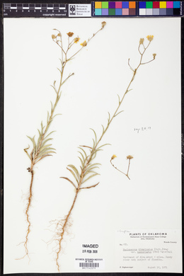 Croptilon divaricatum var. hookerianum image