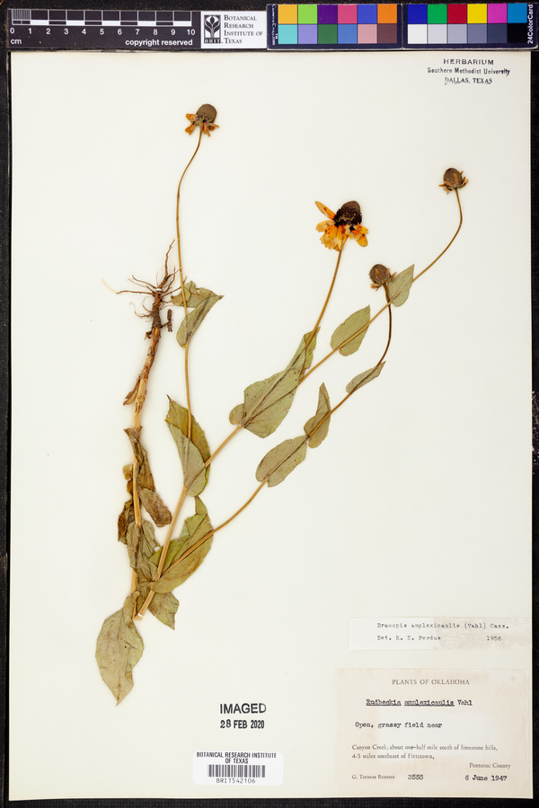 Rudbeckia amplexicaulis image