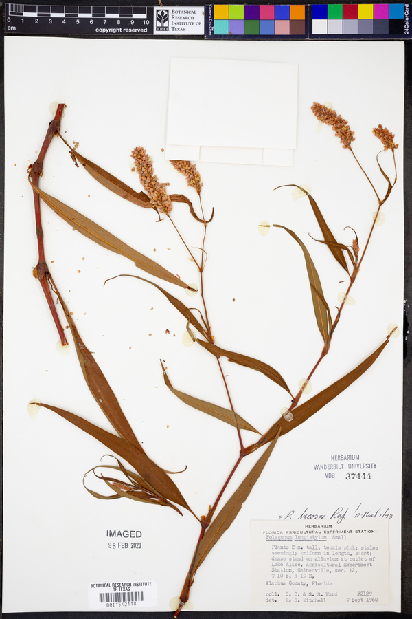 Persicaria bicornis image