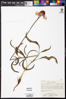 Echinacea angustifolia var. strigosa image
