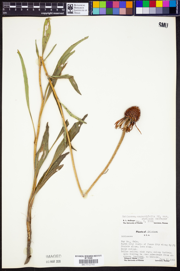 Echinacea angustifolia var. strigosa image