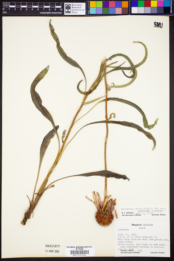 Echinacea angustifolia var. strigosa image