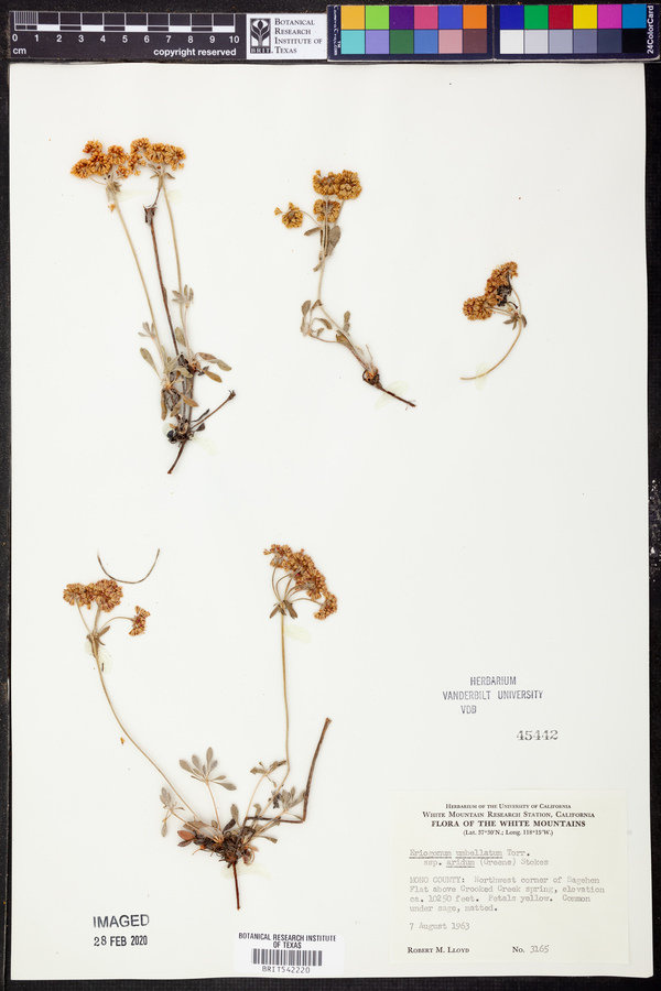 Eriogonum umbellatum subsp. aridum image