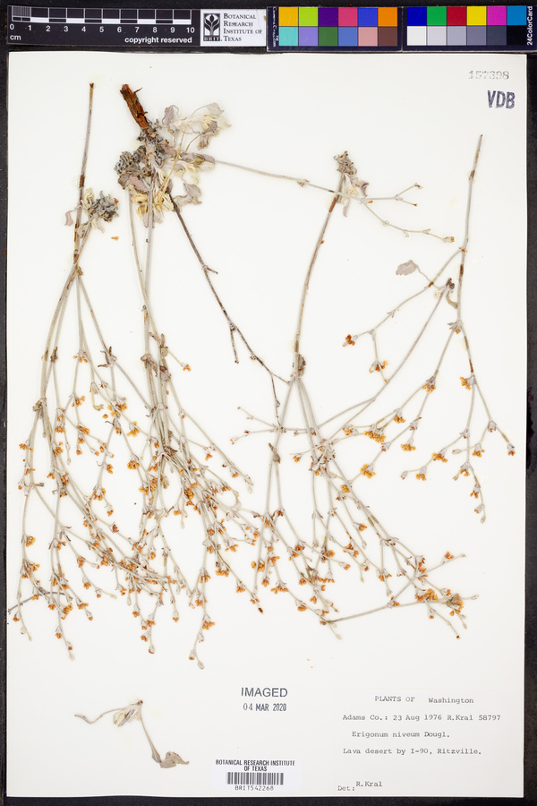 Eriogonum niveum image