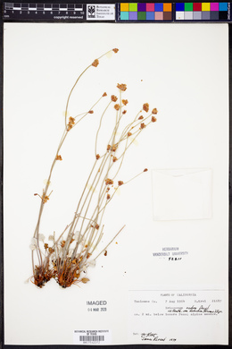 Eriogonum nudum image