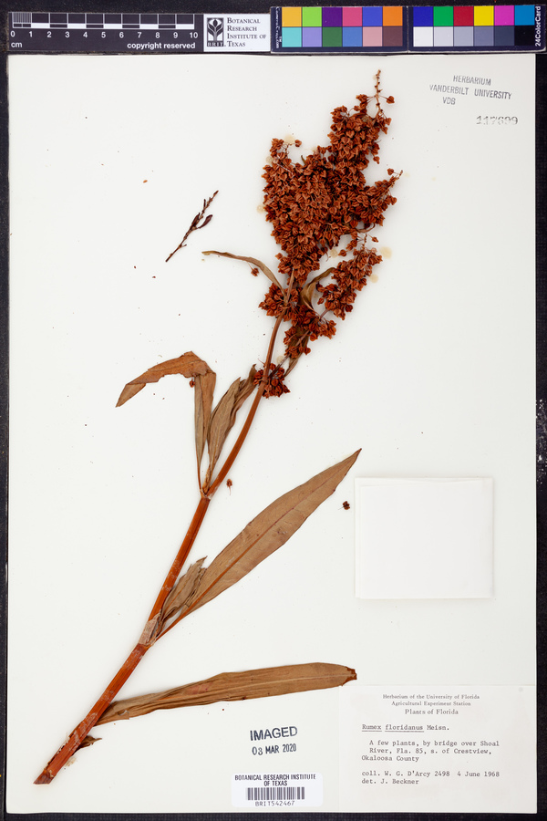 Rumex verticillatus subsp. floridanus image