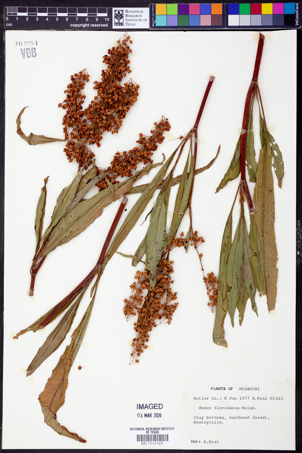 Rumex floridanus image