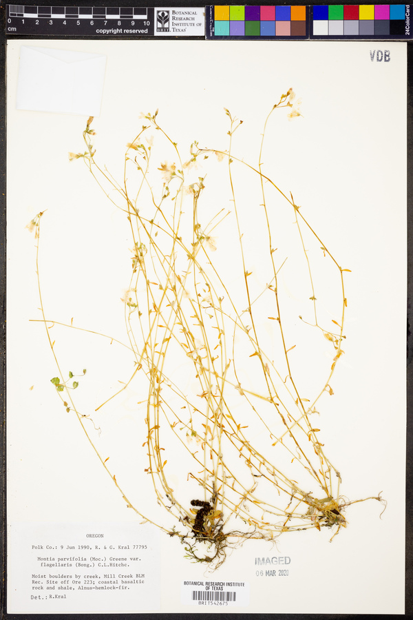 Montia parvifolia var. flagellaris image