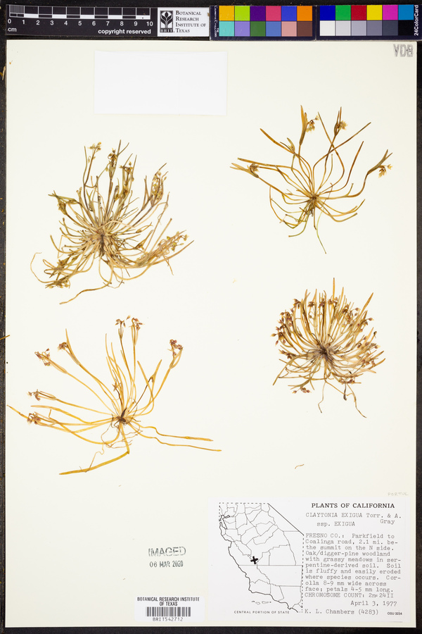 Claytonia exigua subsp. exigua image