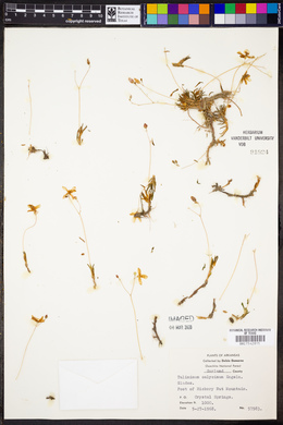 Phemeranthus calycinus image