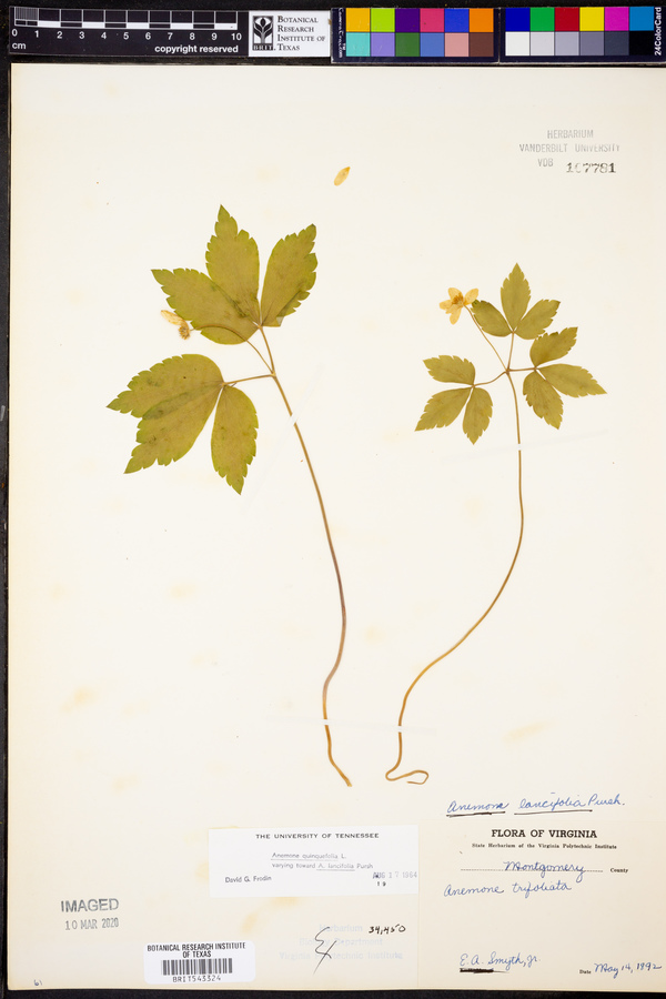 Anemone quinquefolia var. lancifolia image