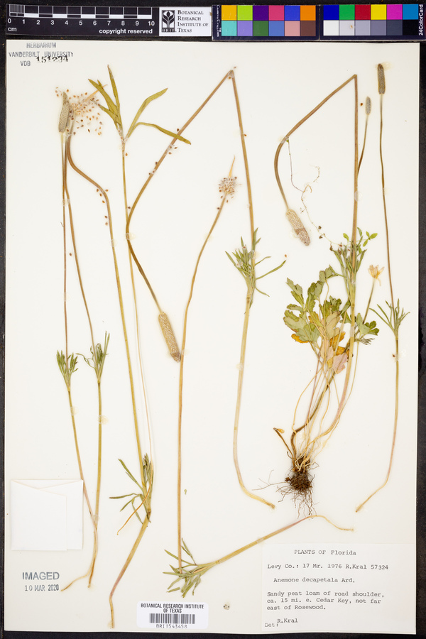 Anemone decapetala image