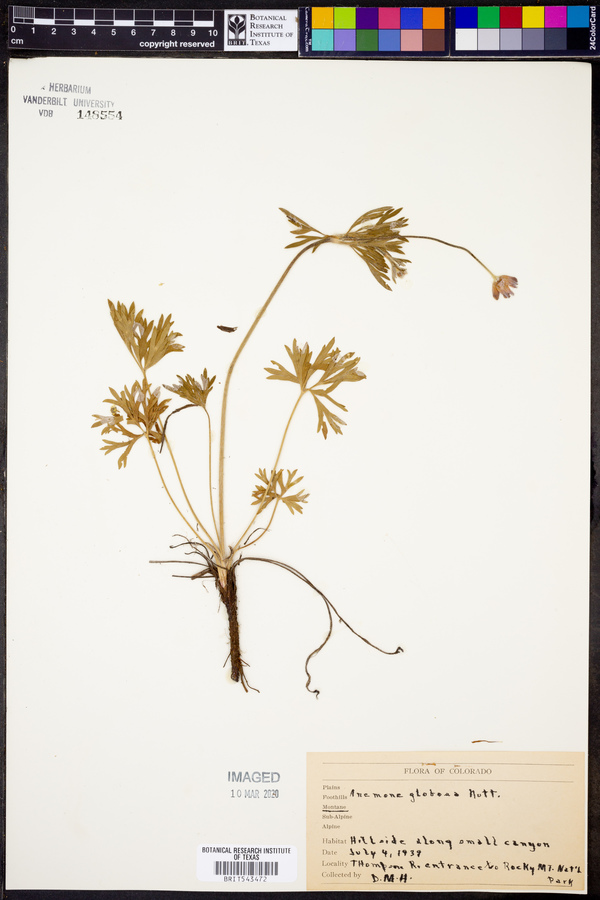 Anemone multifida var. hudsoniana image