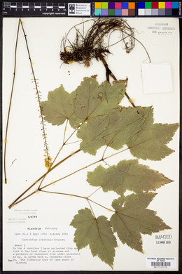 Actaea rubifolia image