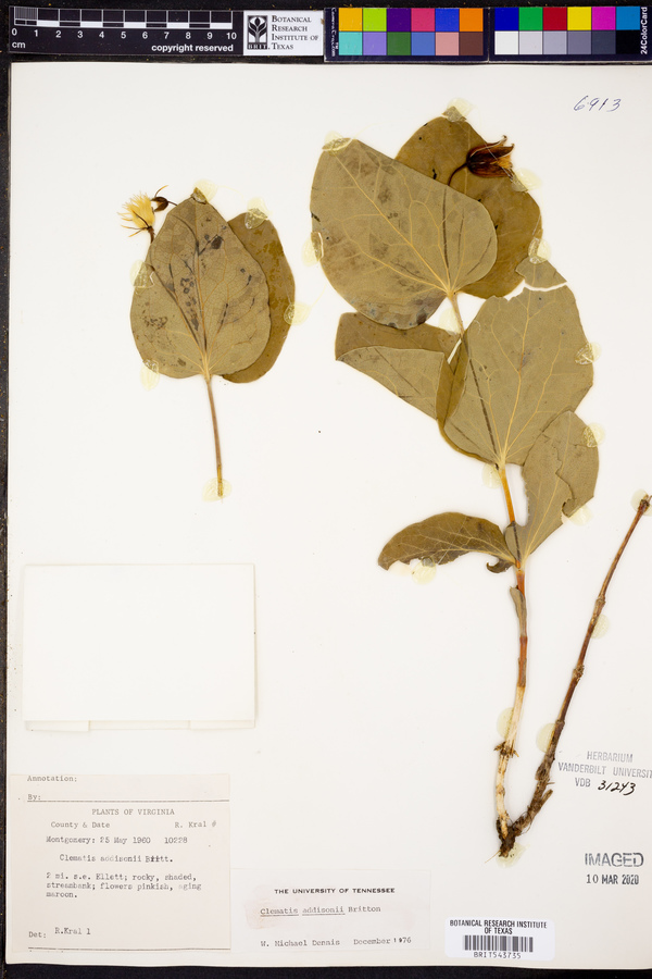 Clematis addisonii image