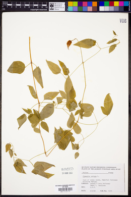 Clematis crispa image