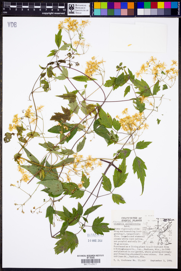 Clematis serratifolia image