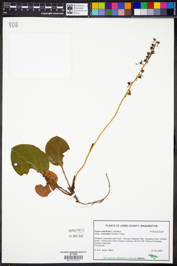 Pyrola asarifolia subsp. bracteata image