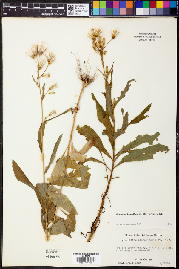 Erechtites hieraciifolia image