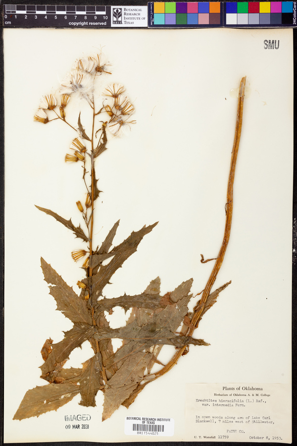 Erechtites hieraciifolia var. intermedia image