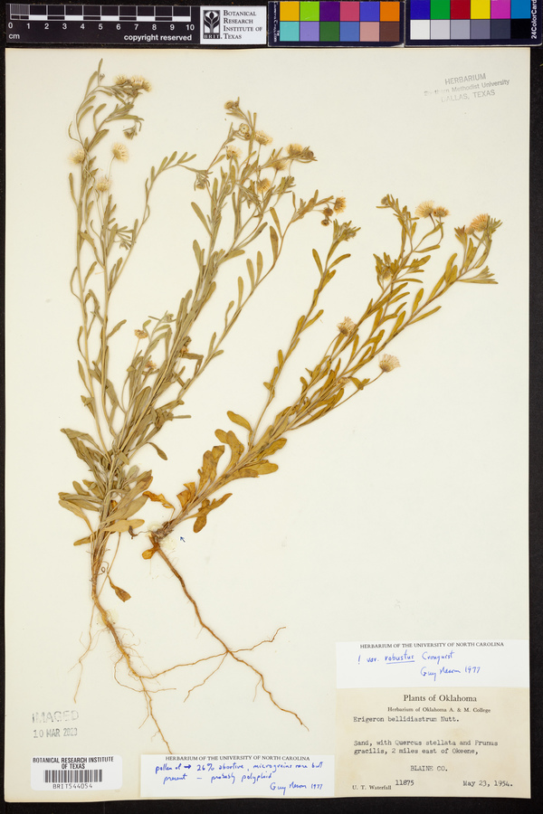 Erigeron bellidiastrum var. robustus image