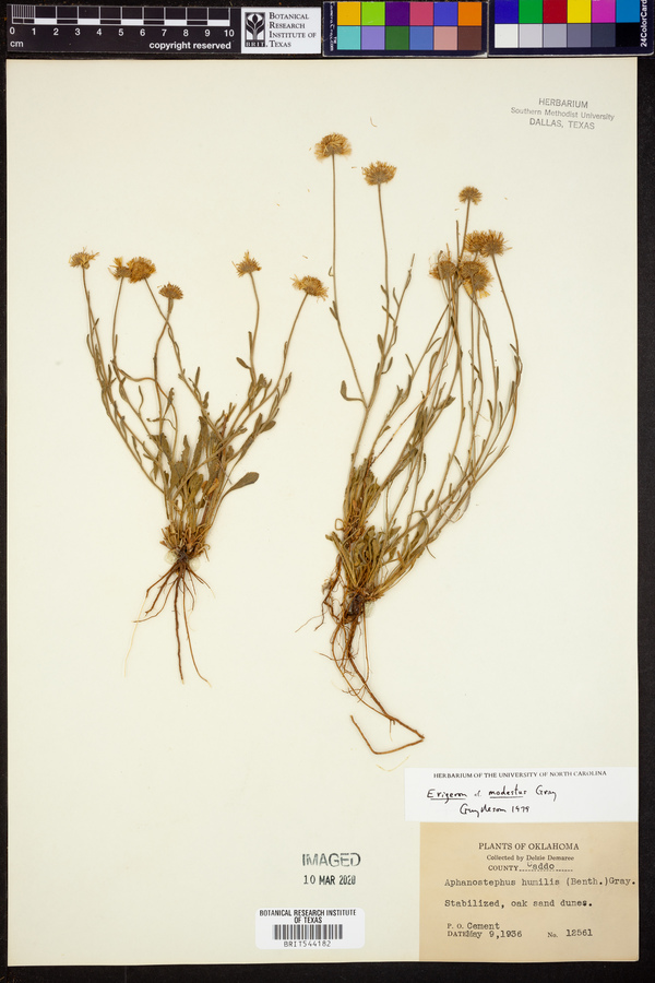 Erigeron modestus image